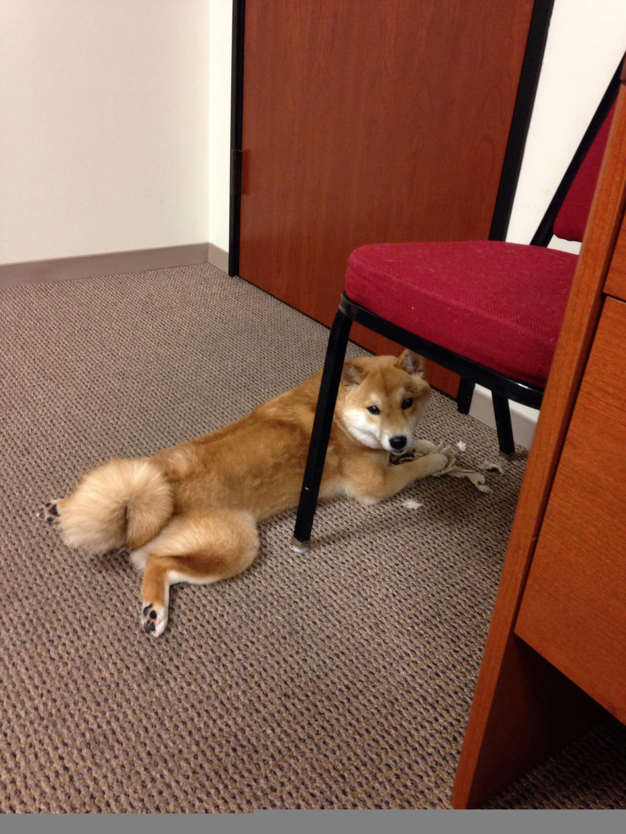 开云·体育官网APP下载-_国际羽毛球合作论坛：推动体育外交交流_，国际羽毛球组织