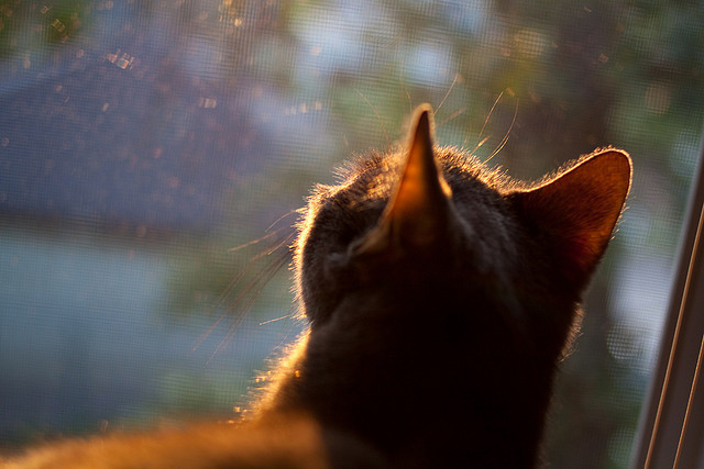 开云体育-_鹈鹕球队团结一致，力克联盟强队_，鹈鹕队排名聚胜顽球汇
