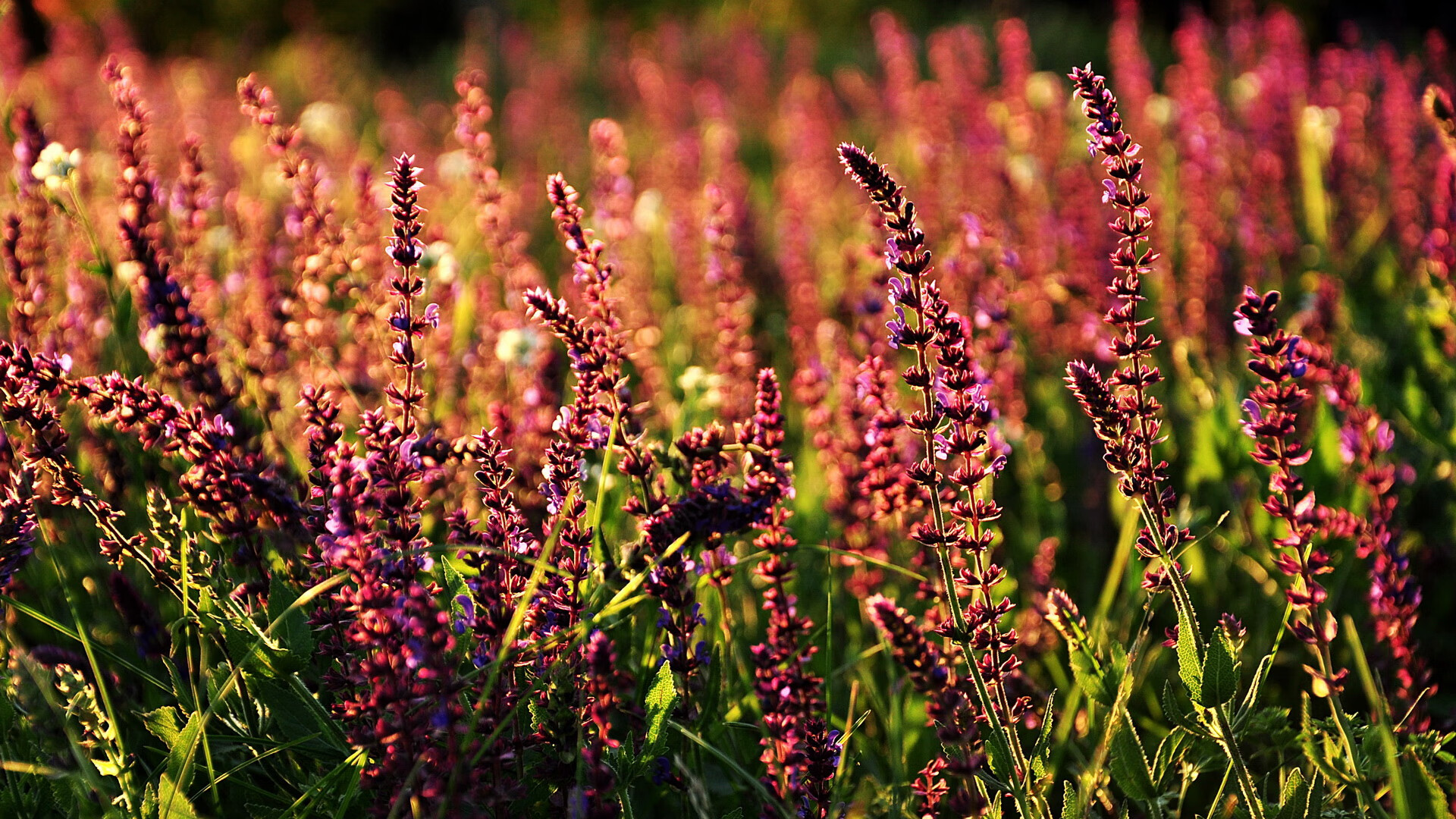 开云官方网页登录-场上最佳：王强最后一记三分点燃全场激情！，最佳现场王宝强