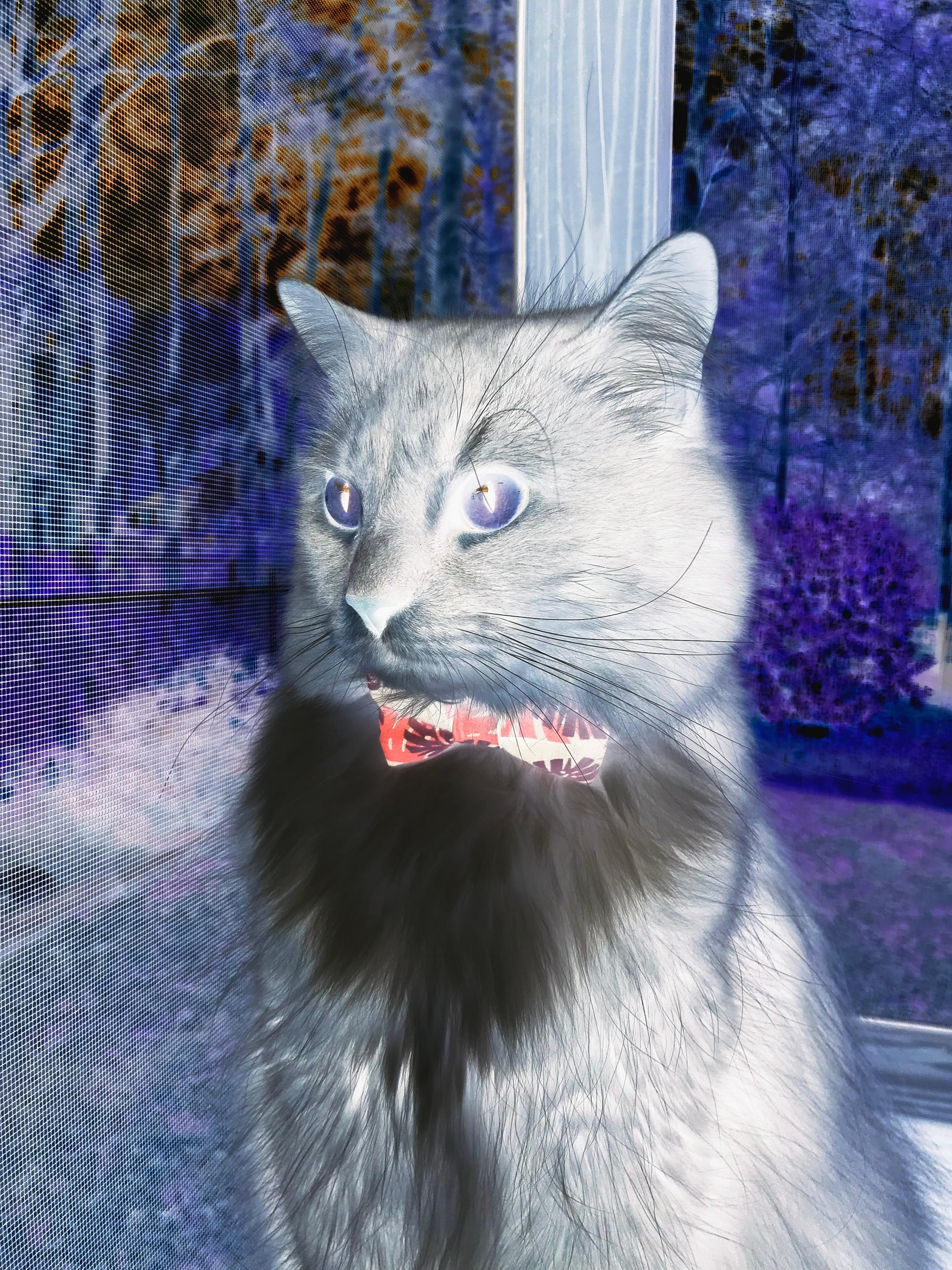 开云官方-巴西骑手佩德罗·维尼斯在巴黎奥运会障碍赛中获得第九名，创造个人最佳成绩。