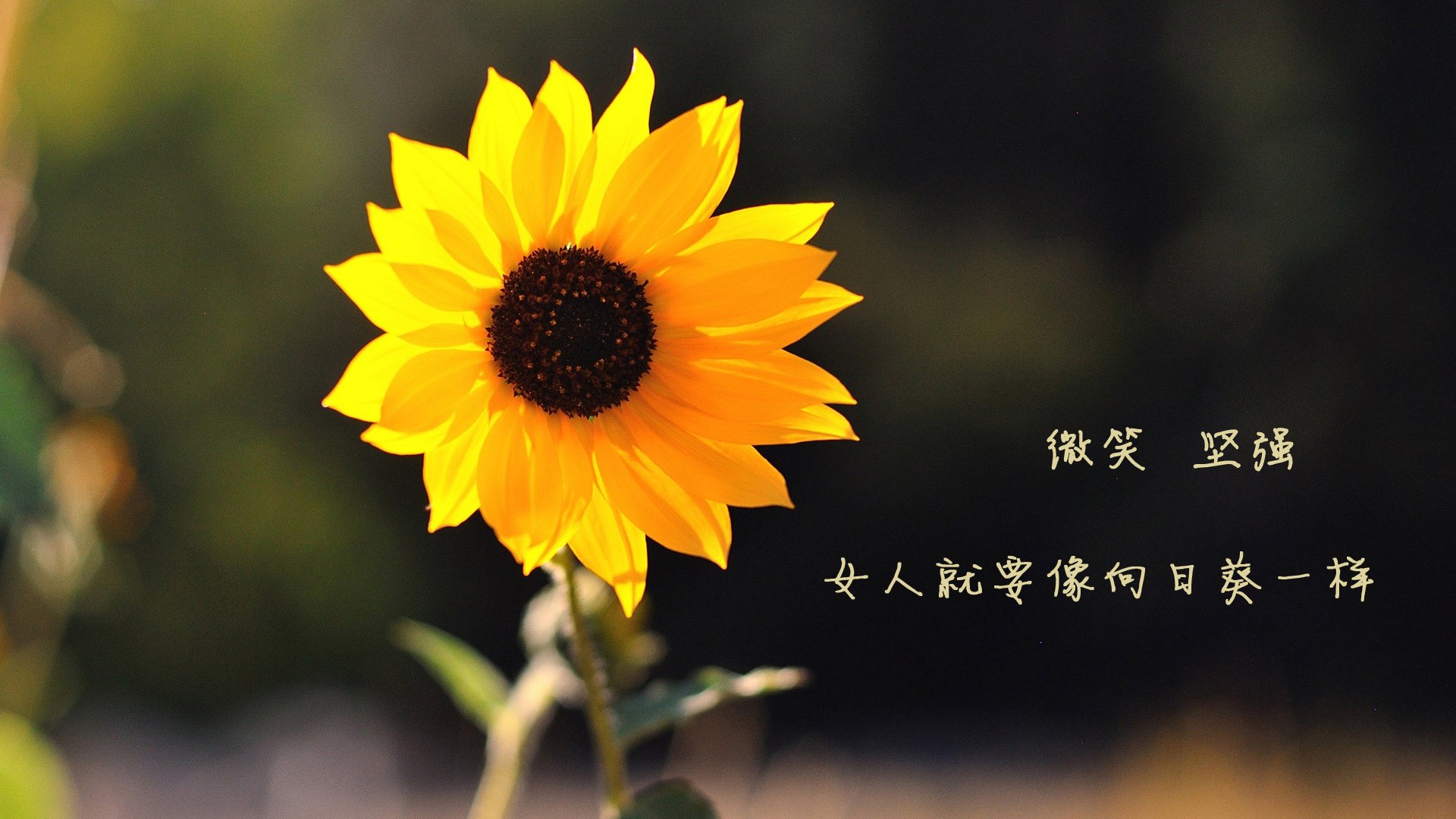 kaiyun.com-湖人推出智能停车系统，球迷进场体验更流畅，湖人just don