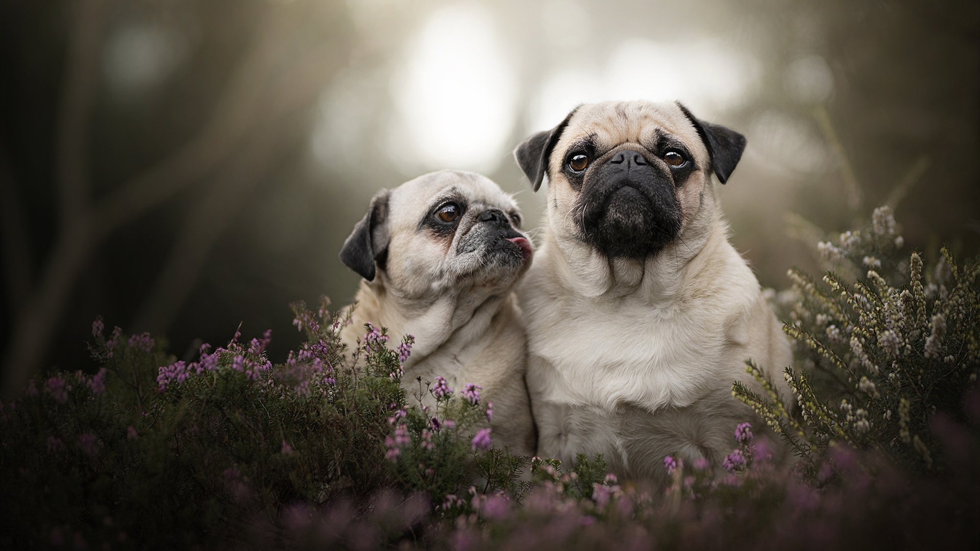 kaiyun官方入口登录-穿越火线 赛季积分榜形势胶着，穿越火线赛季段位继承表