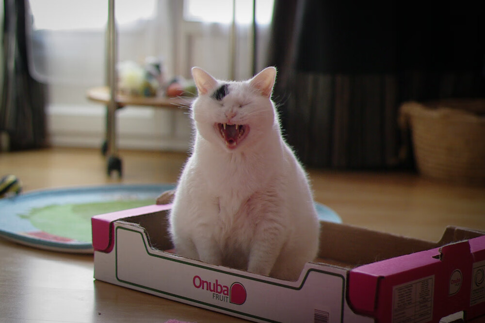 kaiyun网站-青少年“篮球+科技”融合创新秀在成都精彩亮相,成都市青少年篮球队