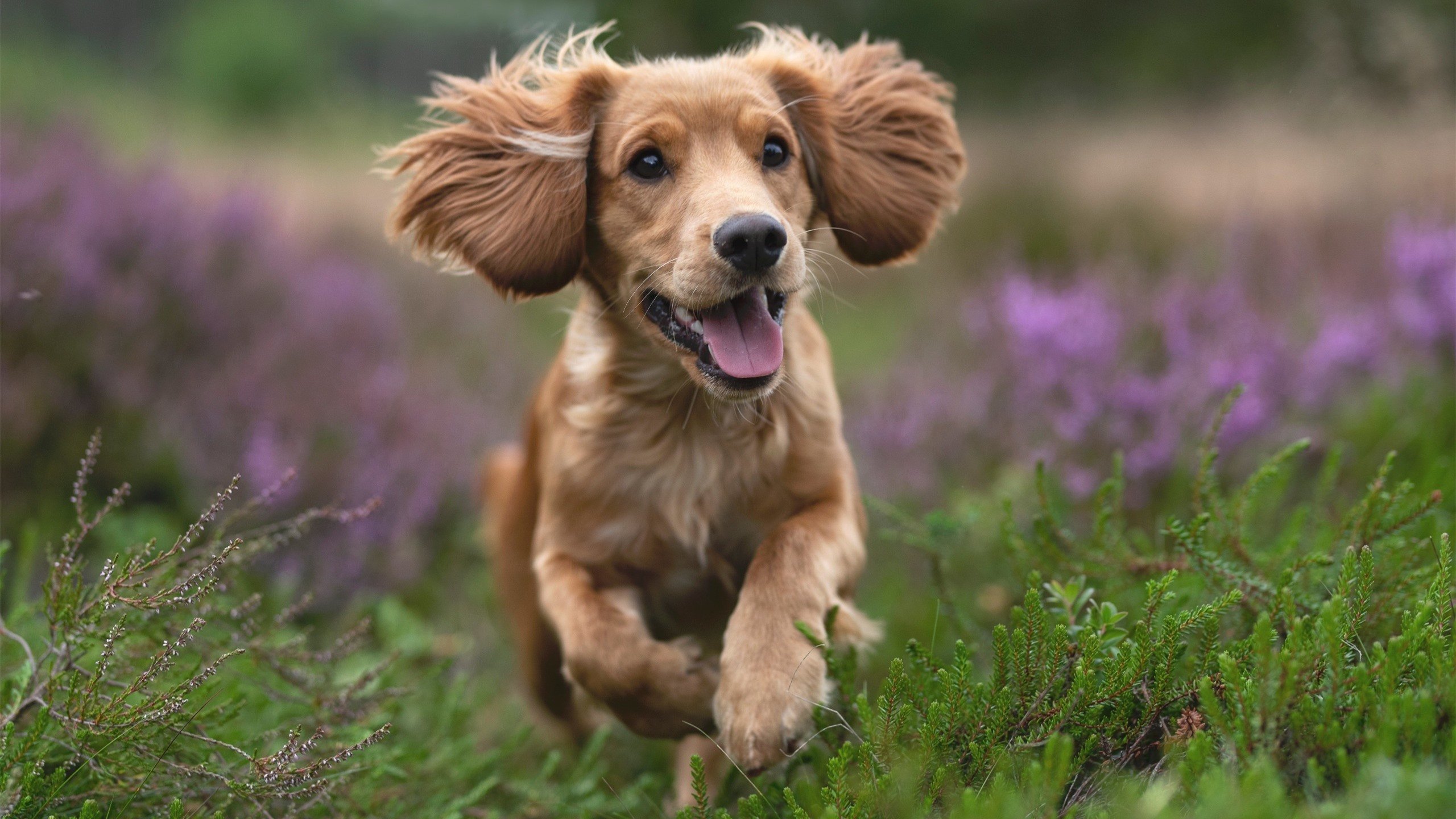 开云中国-马尼拉公报：美游泳健将取得历史性第八金，马尼拉玩法介绍