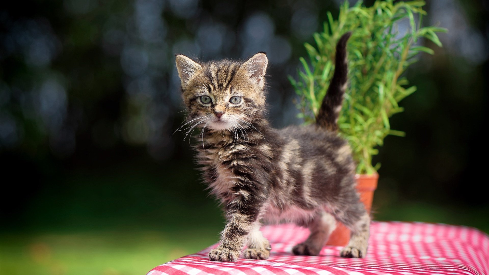 kaiyun官方网站-中国男足在巴黎奥运会上展现出强大的进攻火力,中国男足进奥运会是哪一年