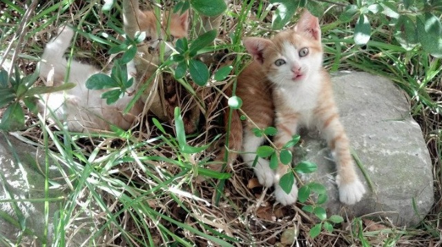 KAIYUN 中国大陆-塞维利亚客场3-1战胜莱加内斯,豪取三连胜,塞维利亚杯