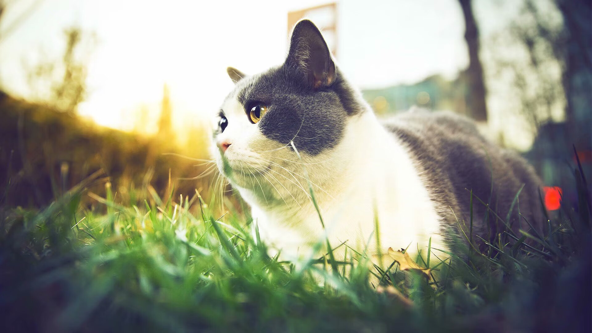 开云入口-奥地利队在欧洲比赛中大放异彩,实现双杀,奥地利球队比赛