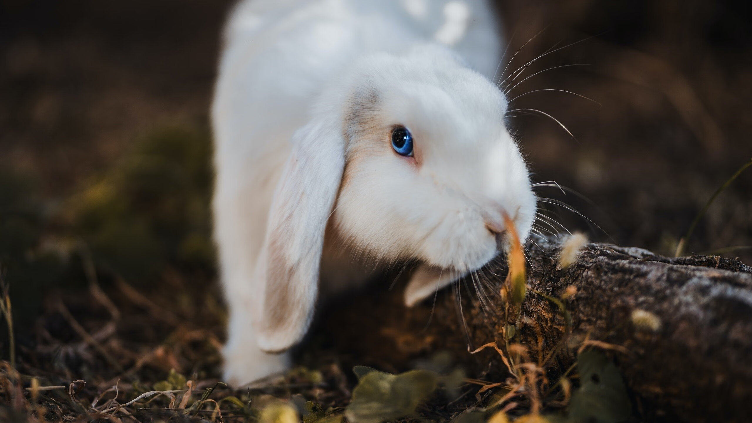kaiyun开云·官方网站-浙江广厦球队主场战绩持续提升，浙江广厦球队主场在哪里