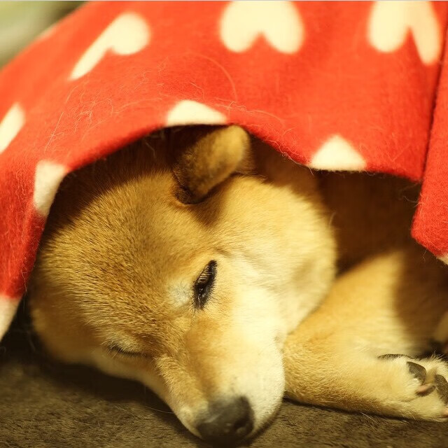 开云官网-联盟是否应干预球队故意摆烂行为，名记_联盟向各队告知限制球迷不当行为新措施