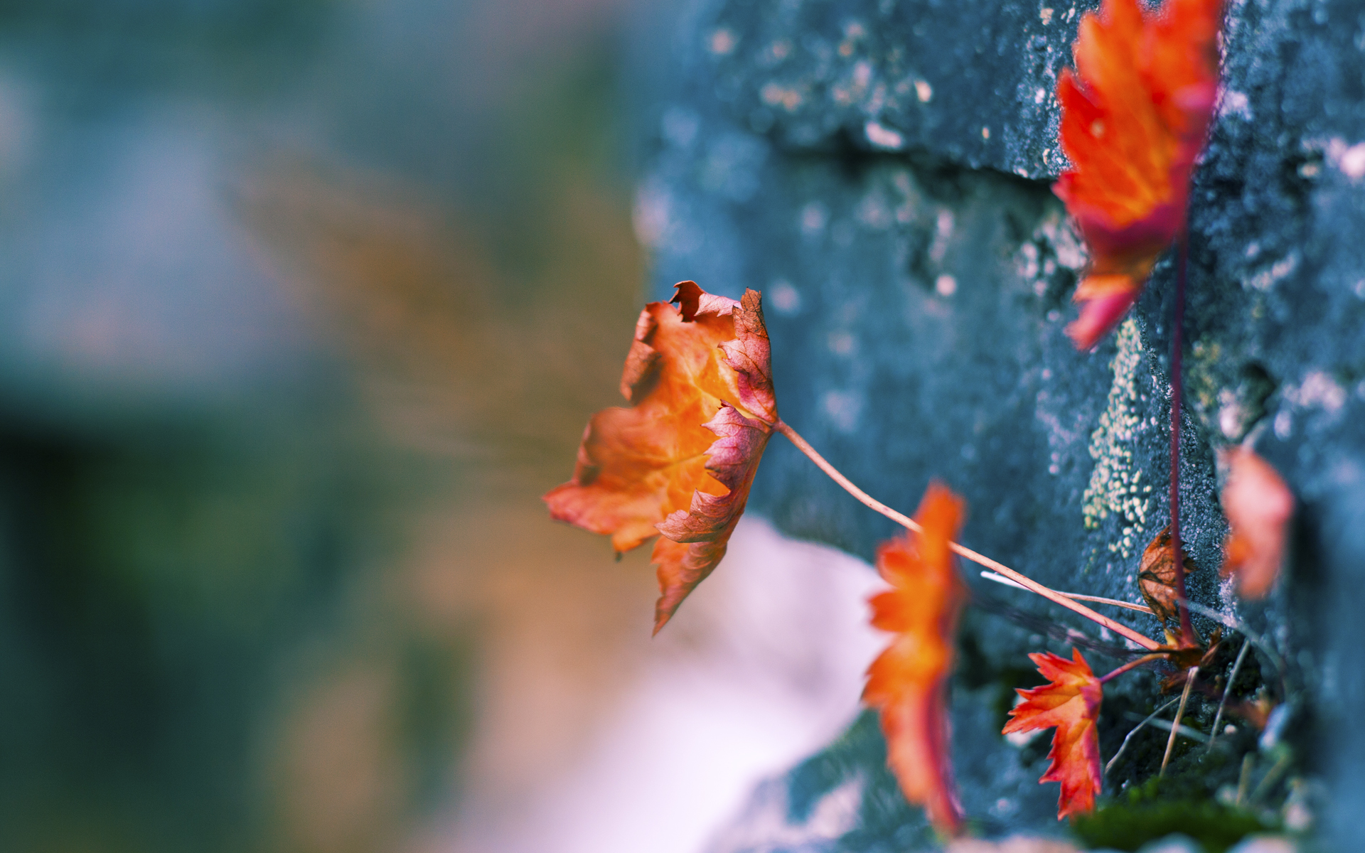 kaiyun网站-奥运男足：西班牙晋级决赛，剑指金牌，奥运男足 西班牙