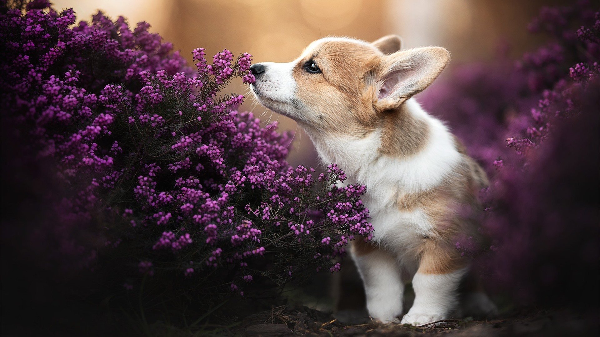 Kaiyun官方登录入口-未来球星:青训基地培养出的足球天才,未来足坛新星