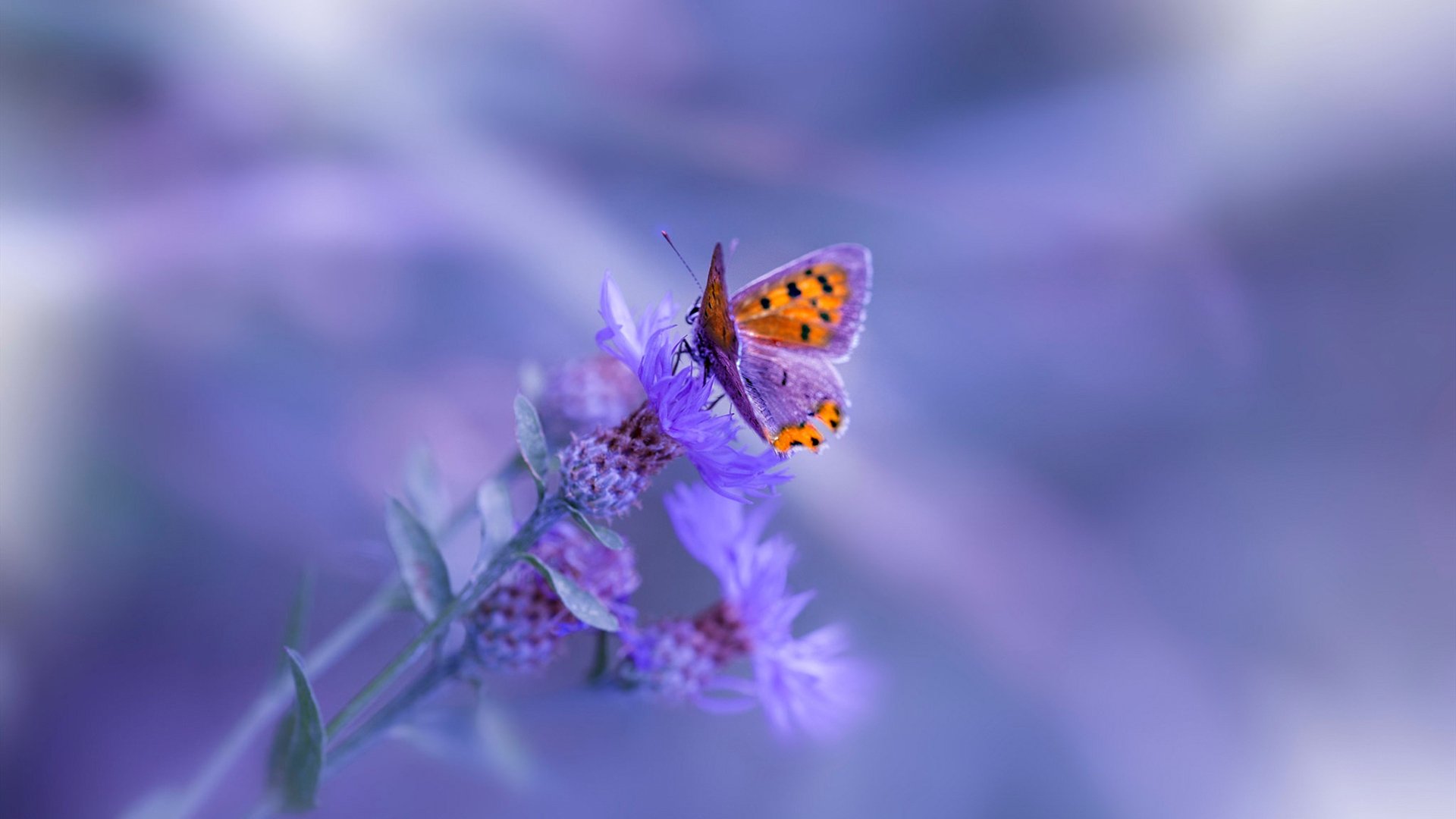 开云入口-中国香港队赛制分析：如何在团体赛中结合个体优势与整体协作，香港队名单