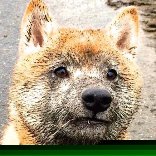 开云入口-五大联赛比赛中是否更频繁出现攻防转换反打节奏，五大联赛有回避条款吗