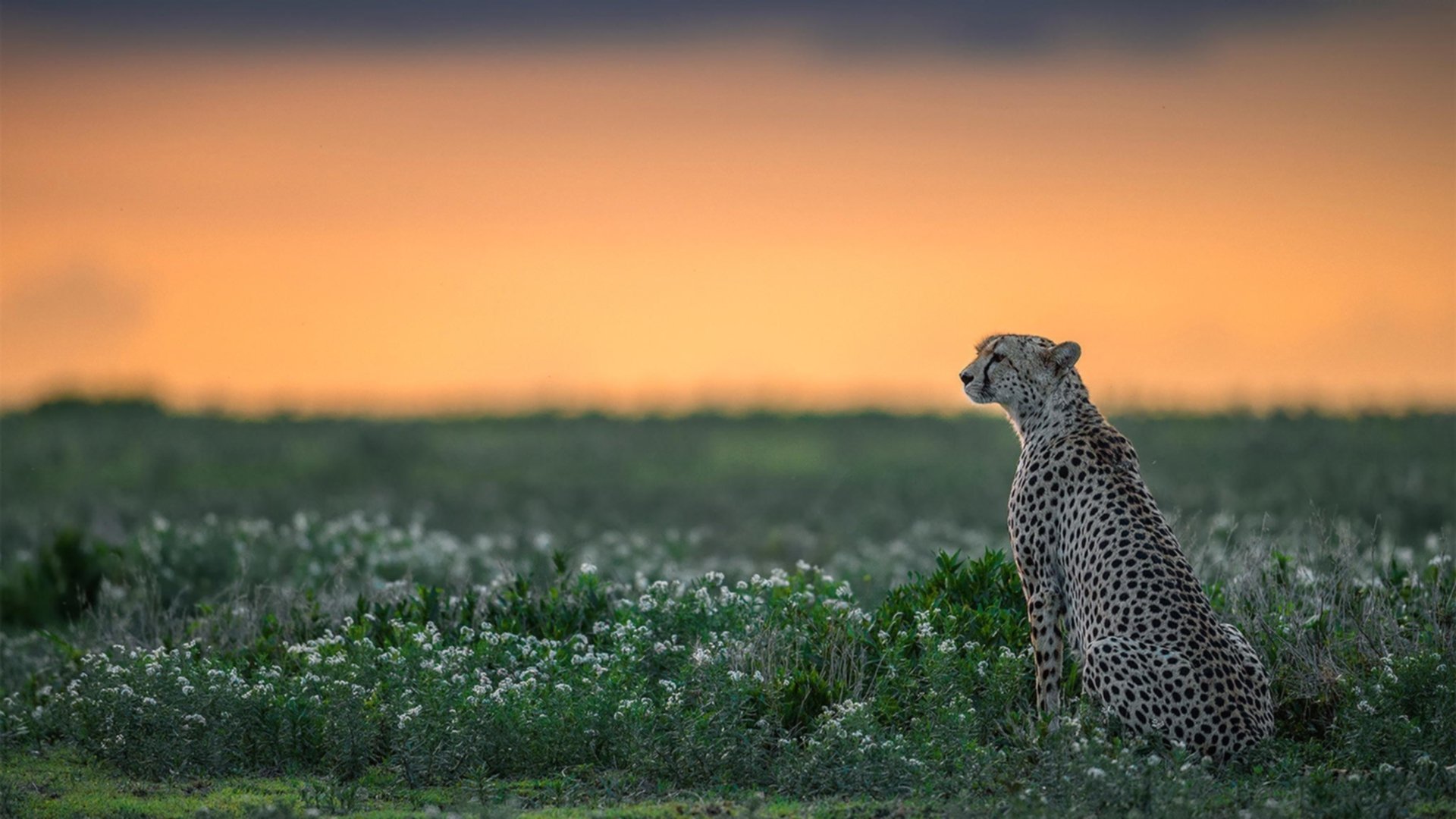 kaiyun.com-基层足球俱乐部资金短缺,基层足球俱乐部资金短缺的原因