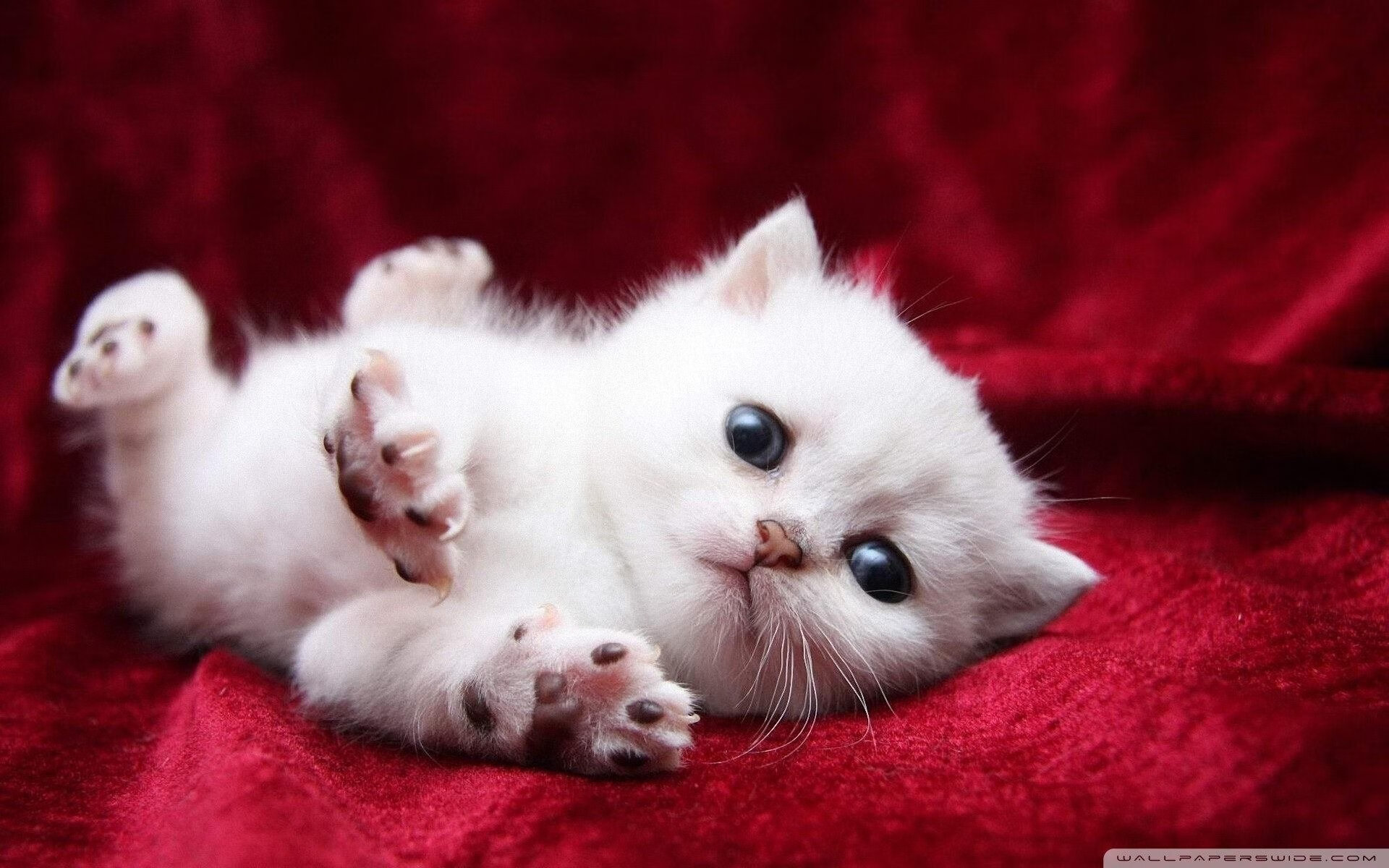 开云平台-CBA球员技能挑战赛设置分组奖励鼓励全面发展，cba技巧挑战赛2021